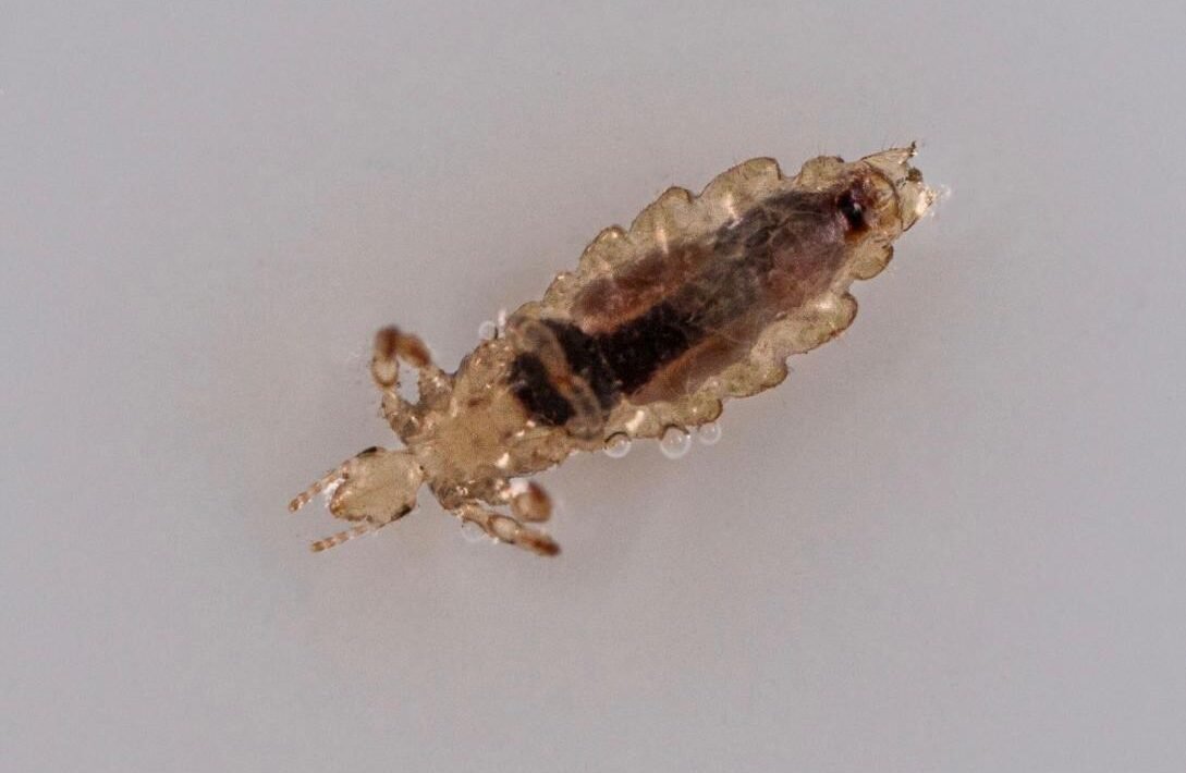 Nymphe