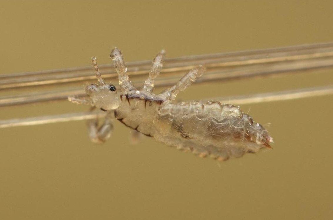 Nymphe